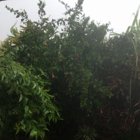 折れちゃうかもな。の画像