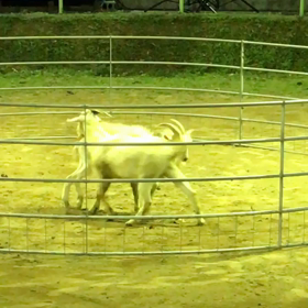 闘牛＆闘ヤギ。の画像