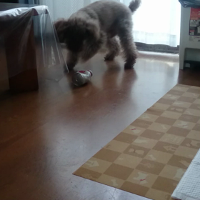 空き缶で遊ぶモカの画像