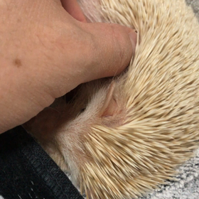 新米マッサージ師ハリネズミ編の画像