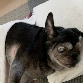 エルさん ◊ ( ∩"◡"∩) ◊の画像