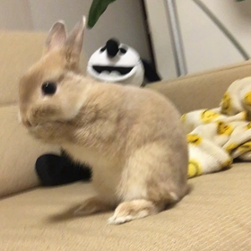 シナモン動画☆毛づくろい〜立ち姿の画像