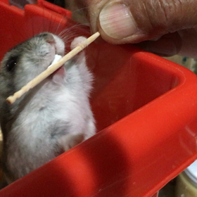 太ったりんの画像