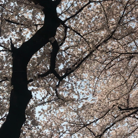 のむらしんぼギター弾き語りの画像