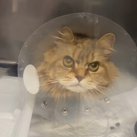 入院2日目　手術後1日の画像