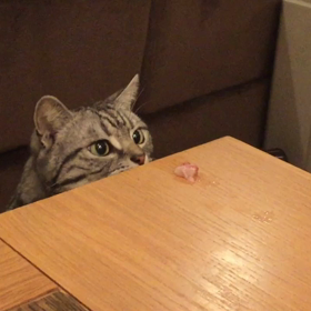 ブリ目前の画像