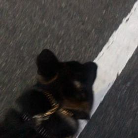 散歩訓練の画像