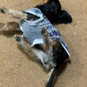 みらの発作の画像