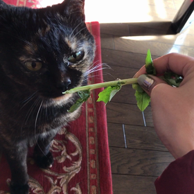 ボリボリの画像