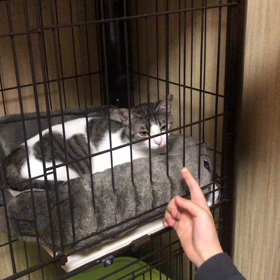 モダンちゃん、我が家に来て3日目。の画像