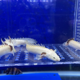 プラチナエンドリケリー 漢気買いありがとうございますの画像