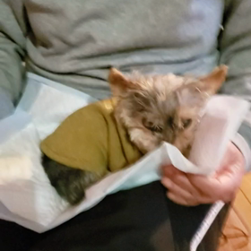 無事、新年ですの画像