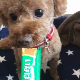 大好きなちゅーる^_^の画像