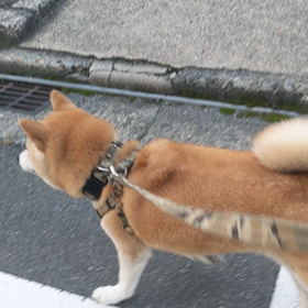 はじめてエリザベスカラーをとっての散歩の画像