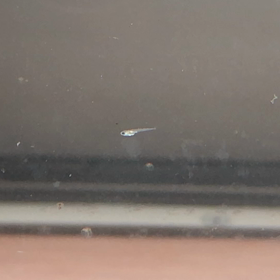 ちっこいのに生意気な‼️の画像