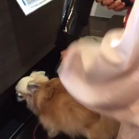 今日のできごとでしたの画像