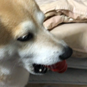 決してくれないの画像