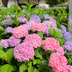 またまたの画像