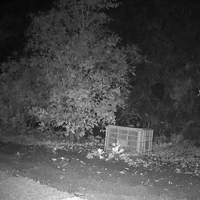 すぎぴたんの事件簿　シーズン２　１８４話（くるぅ～、きっと、くるぅ～、ハクビシーーン）の画像