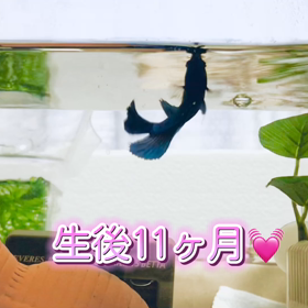 生後11ヶ月ベタ兄弟①の画像