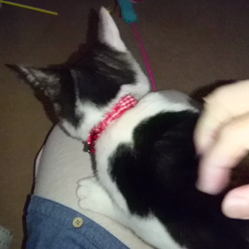 猫より人が好き?の画像