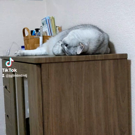 寝起きの銀次郎の画像