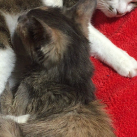 おっぱいは出ないよ、メリーたん(^◇^;)の画像