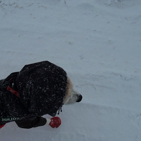 今年のあなたの運勢は・・？の画像