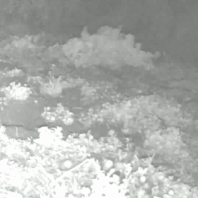 すぎぴたんの事件簿シーズン3　161話（イタチの走り方）の画像