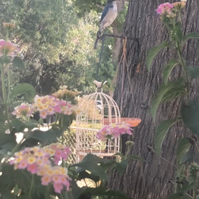 今日もブルーJをストーキングの画像