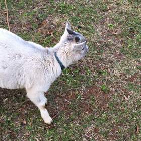 初笑い？。の画像