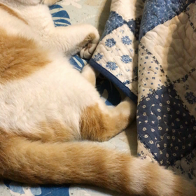 呼ばれたらハーイの画像