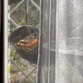 ツグミレストランの画像