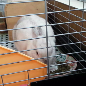 うっちゃん、フードをモグモグの画像