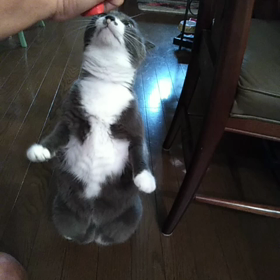 にゃんこはちゅ～るが大好きの画像