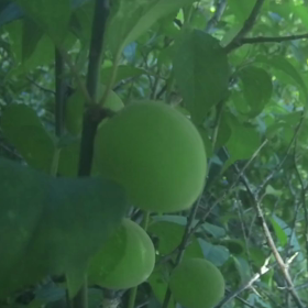 すぎぴたんの事件簿シーズン3　297話（梅の実の成長）の画像