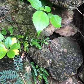 弾丸石垣島の旅・5の画像