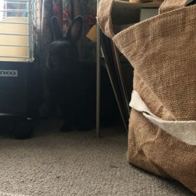 最近の黒ちゃんの画像