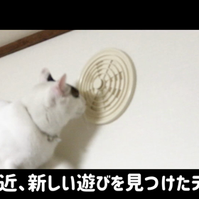 今日のテンの画像