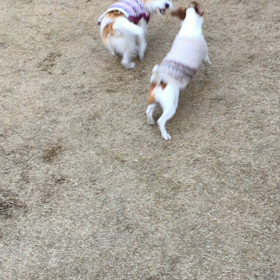 ココのん、わしゃわしゃの画像