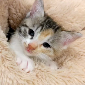 子猫動画の画像