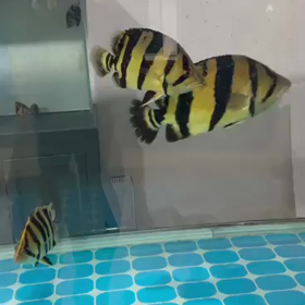 またまた今週シャムタイガー輸入します！！の画像