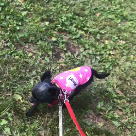 ♪お散歩動画♪代々木公園♪の画像