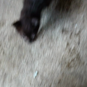 会社のねこの画像