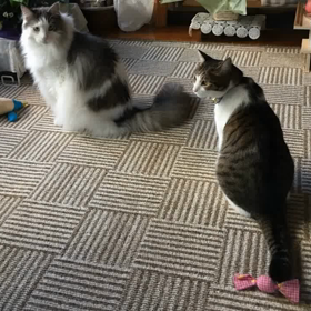 唖然とした出来事！の画像