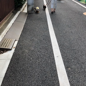 天輝ちゃん、飛行犬近し！の画像