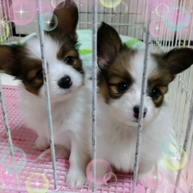 双子ちゃんの動画の画像