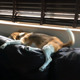 eveのパタパタの画像