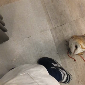 プフの餌待ちの画像