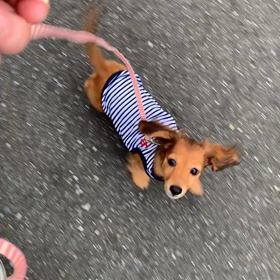 さんちゃんベビー♡初めてのお散歩の画像